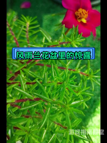 风雨稻香村攻略风雨稻香村在哪