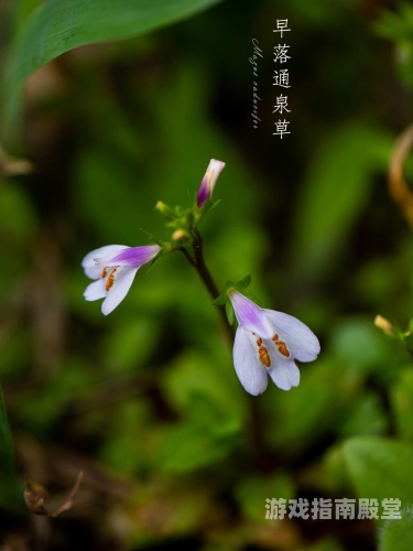 野花大全在线观看免费高清探秘自然之韵，野花大全在线观看免费高清，带你走进花的世界