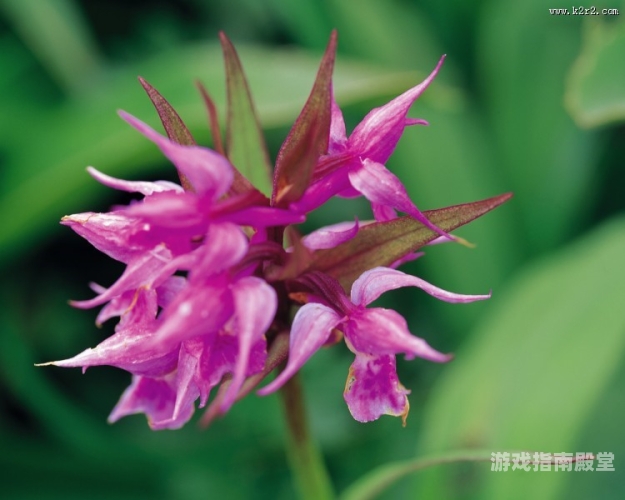 野花大全在线观看免费高清探秘自然之韵，野花大全在线观看免费高清，带你走进花的世界