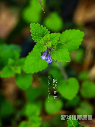 野花大全在线观看免费高清探秘自然之韵，野花大全在线观看免费高清，带你走进花的世界
