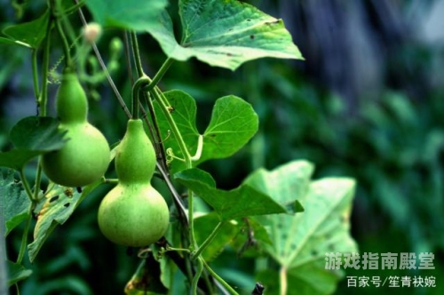 葫芦兄弟葫芦兄弟，童年回忆中的勇气与智慧之歌