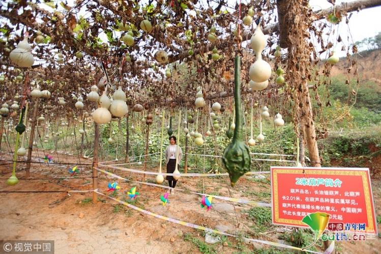 葫芦兄弟葫芦兄弟，童年回忆中的勇气与智慧之歌