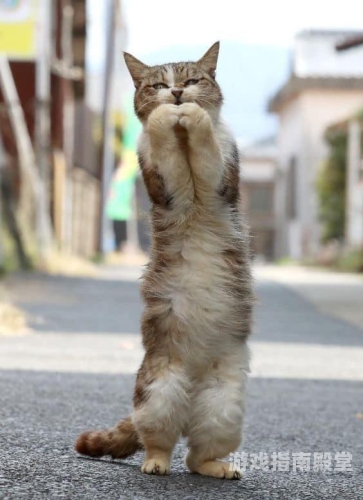 猫咪破解版猫咪破解版，解锁无限可能，让爱宠生活更精彩