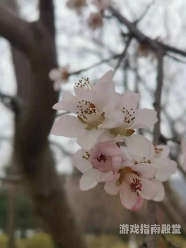 畅享免费电影盛宴，春雨电影大全全解析春雨电影大全免费观看在线播放樱花动漫