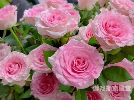 玫瑰直播玫瑰绽放在直播中的魅力与机遇