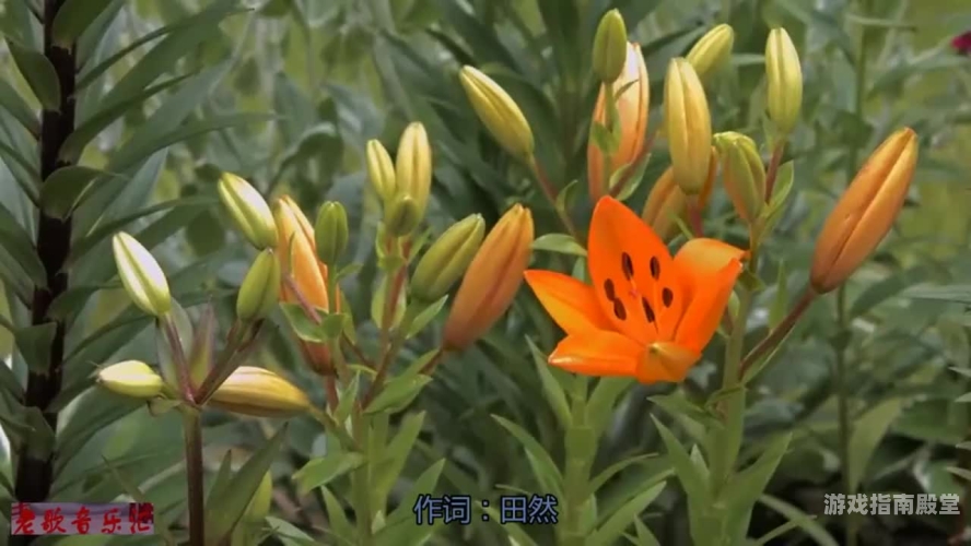 日本秋霞免费午夜场，神秘与诱惑交织的独特世界