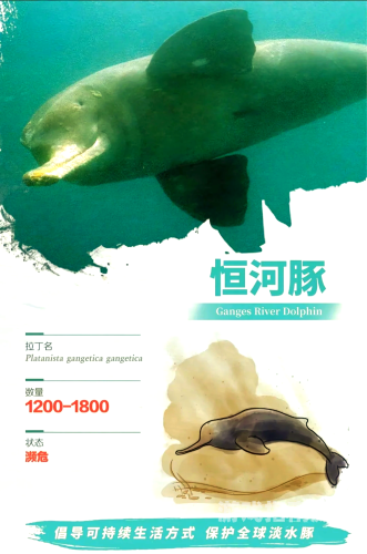 长江两船只中间发现一江豚已死亡，专家呼吁加强水域生态保护长江江豚还剩多少只