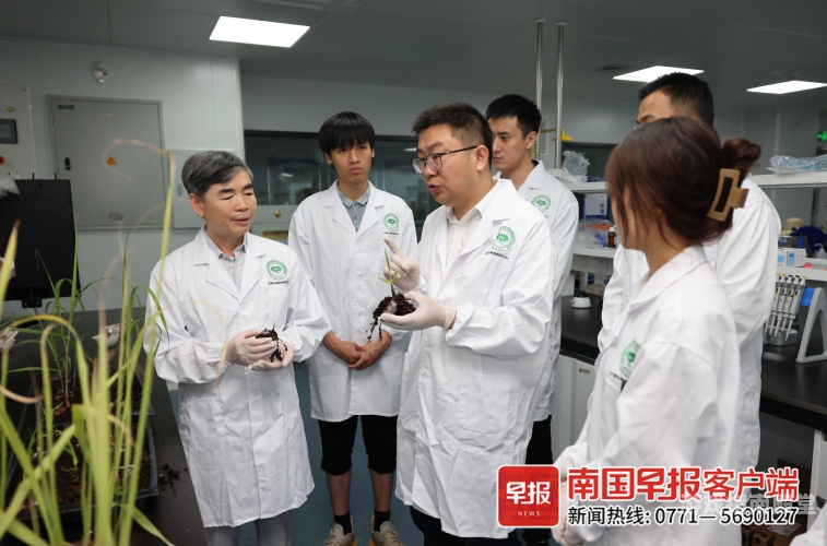 大学生创新农业实践，种出银环蛇甘蔗，引领农业新潮流