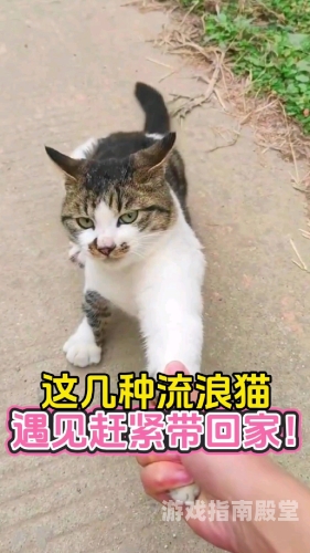男子时隔6年回老家，意外发现老猫仍在守家，感人故事引发网友热议回家发现有只猫