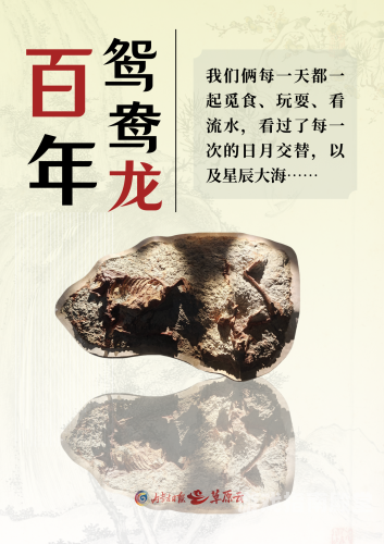 中国惊现罕见活恐龙，揭开史前生物神秘面纱