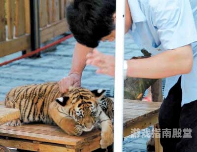 成人免费无码视频在线，探索网络世界的秘密成人免费无码视频在线播放免费