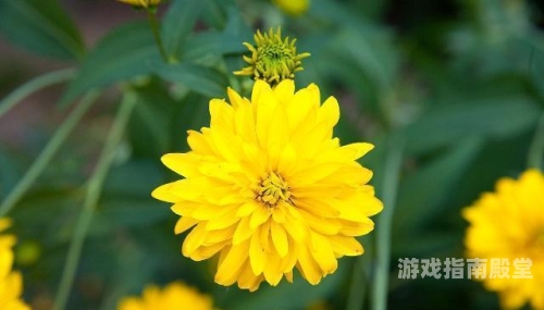 欧美忘忧草，综合一区新闻资讯