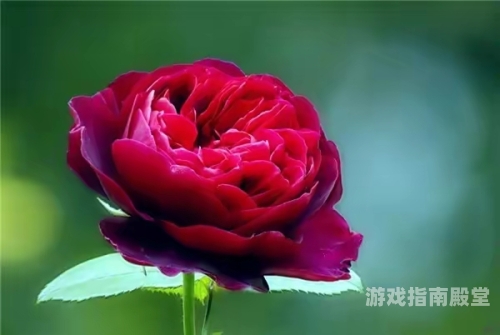 精品人妻，中文字幕人妻故事连载无敌神马影视影院在线
