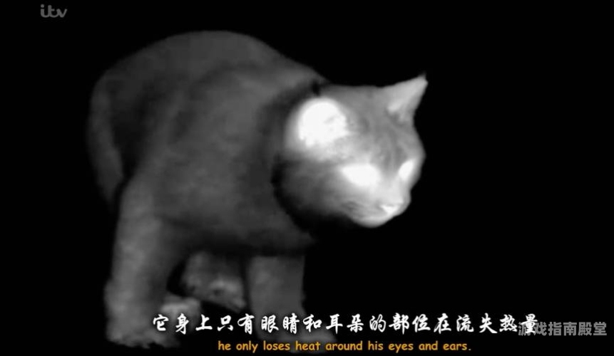 毛片角色设定，新闻资讯网站小编
毛片，网络热议下的娱乐新趋势